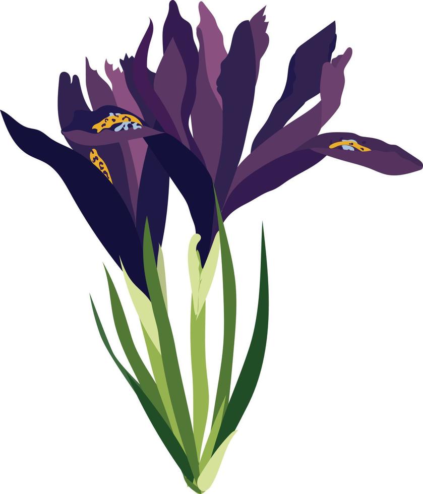 Purple iris. Spring. Flowers. High quality vector illustration.