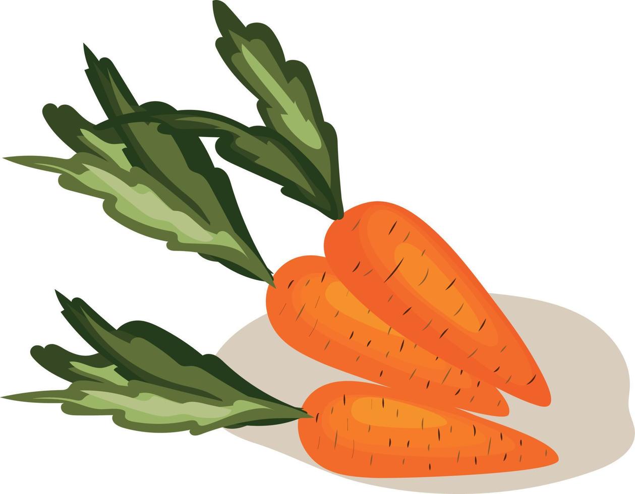 Vector image of a carrot. Orange carrot. Carrot with leaves. Three carrots.