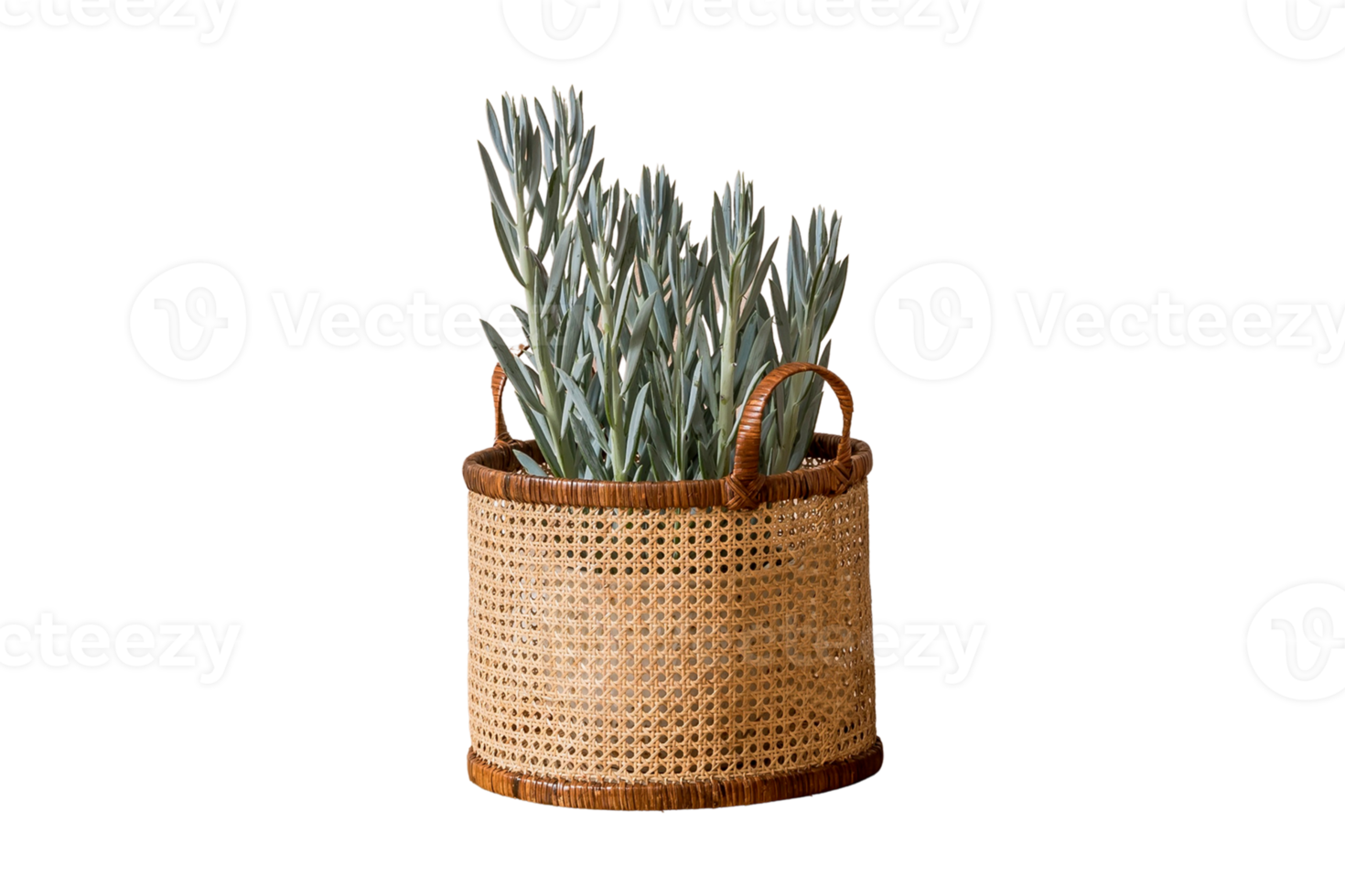 Basket and flowerpot with plant isolated on a transparent background png
