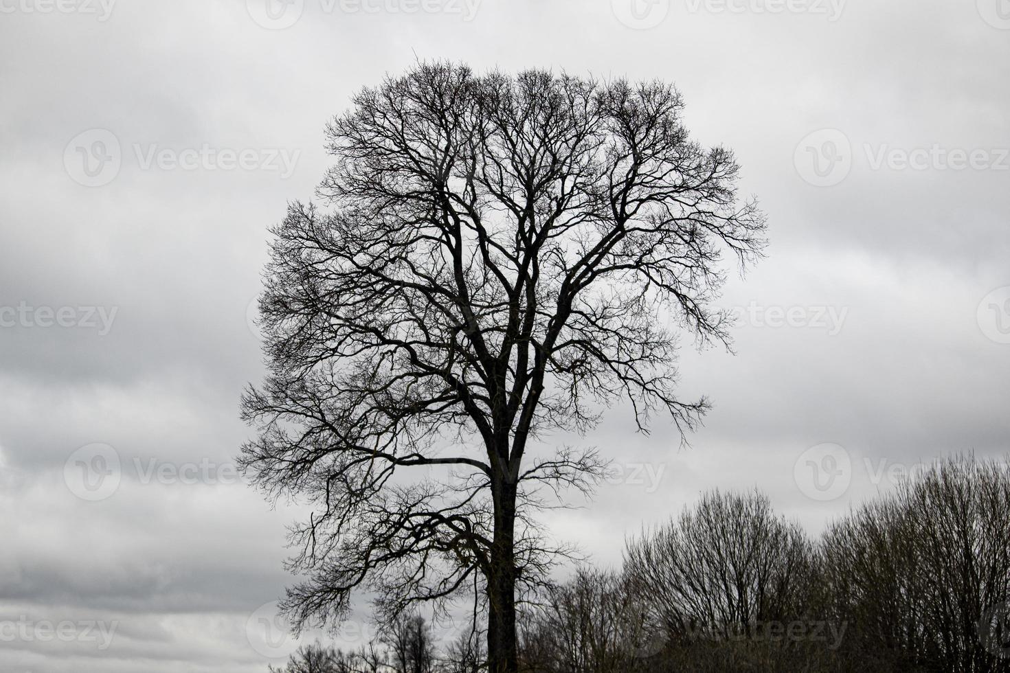 Big black leafless tree silhouette against white sky background with clouds and other tree tops photo