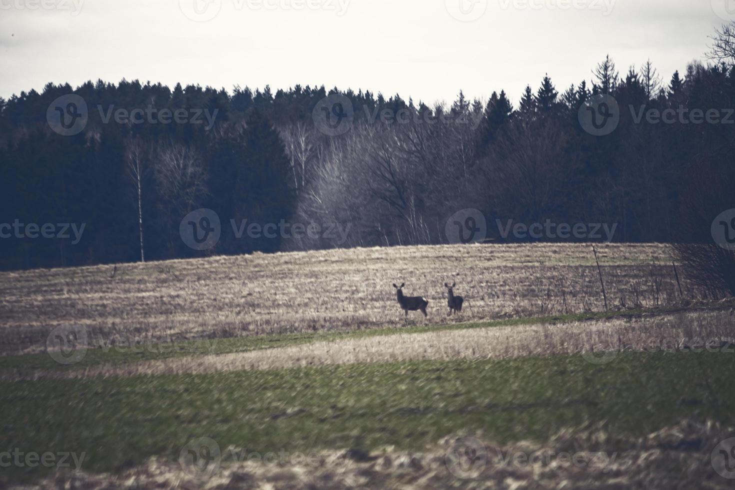 Roe deers on a foggy field with deciduous trees in a row in Europe bokeh shot photo