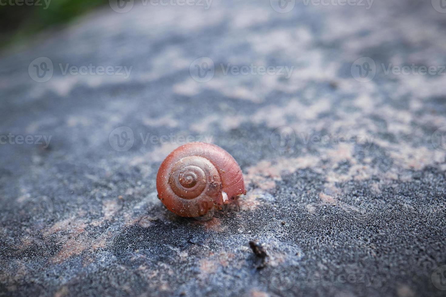 Brown little snail shell covered with sand pieces on textured rock in sunlight with copy space behind photo