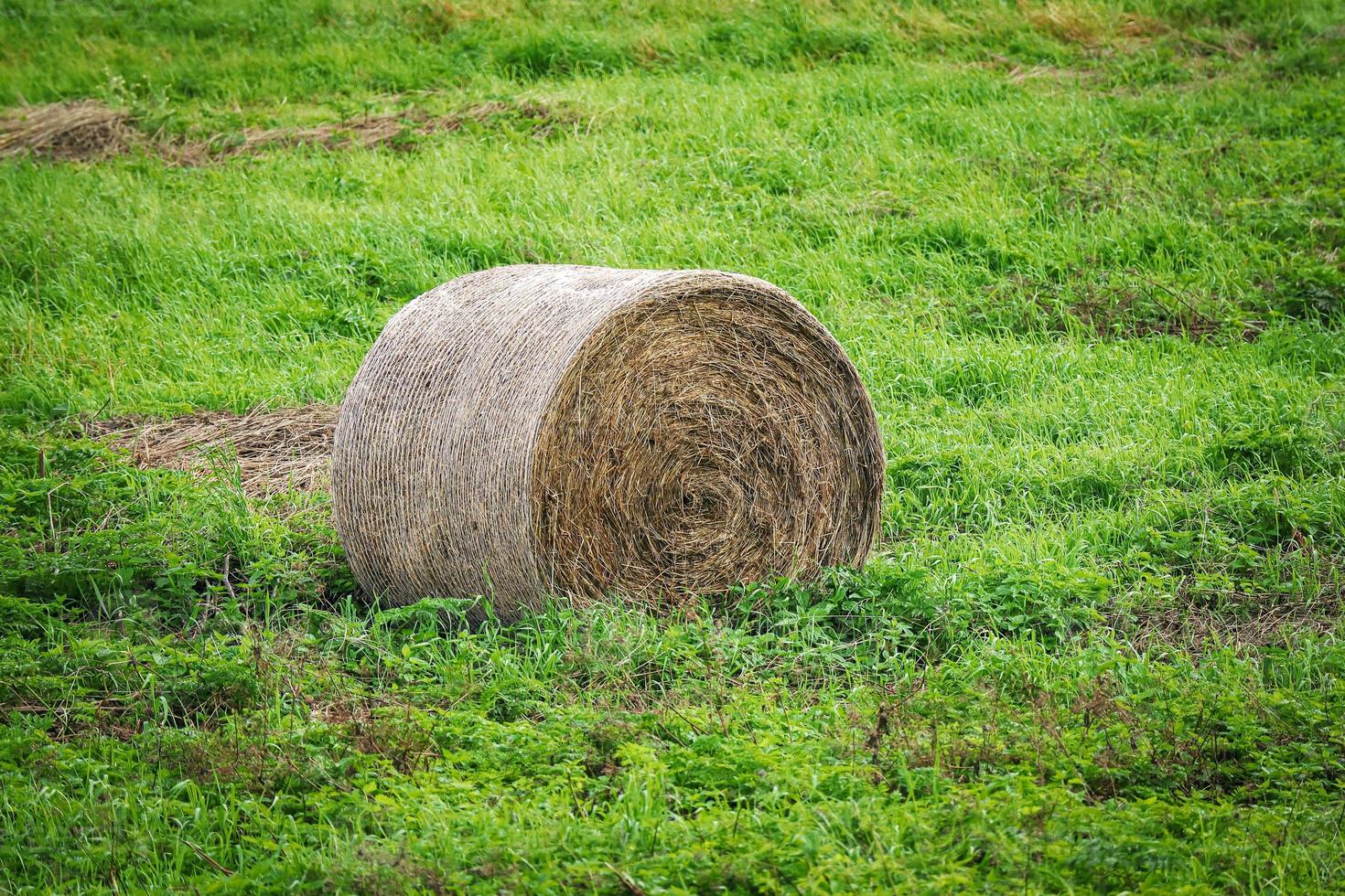 Round hay bale on green grass meadow in soft sunlight photo