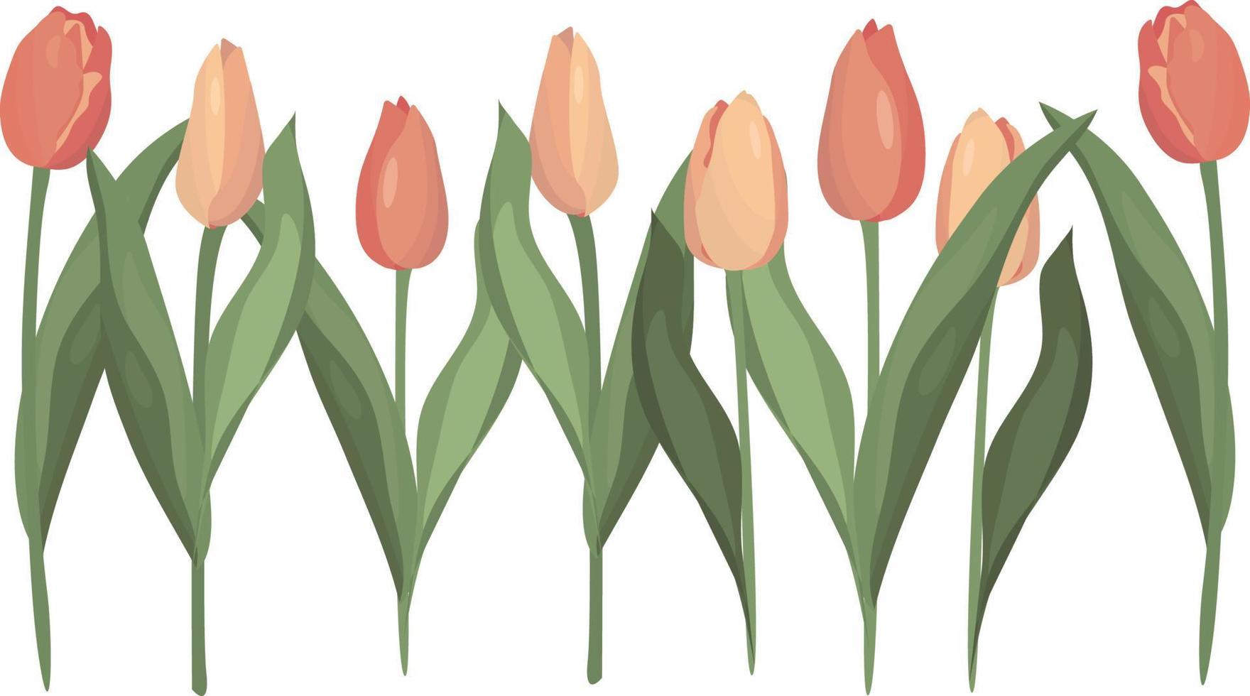 Tulips. Pastel pink color. Spring. Flowers. High quality vector illustration.