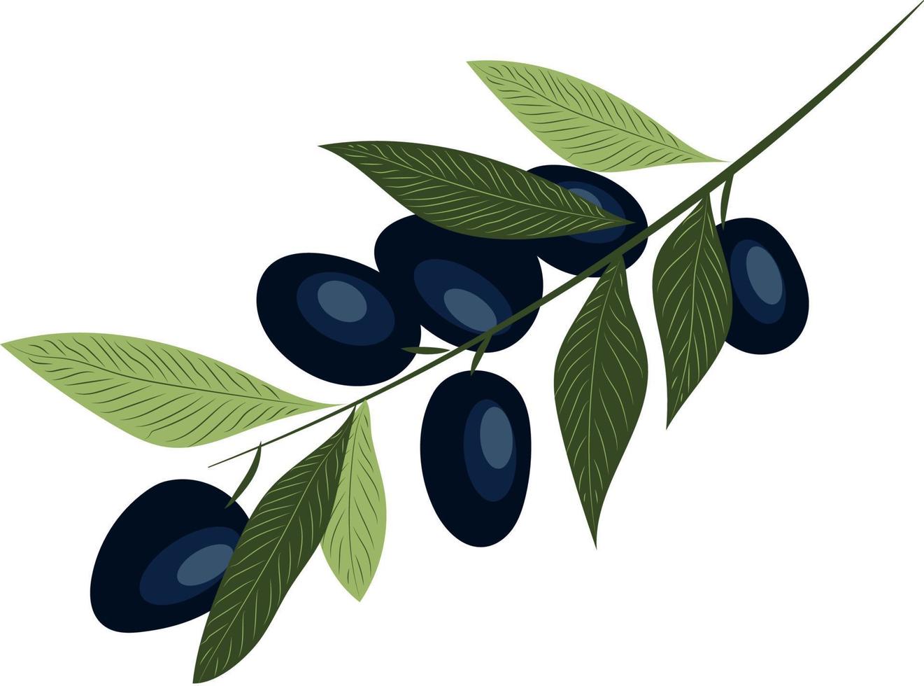 High quality vector illustration. Branch with black olives and leaves.