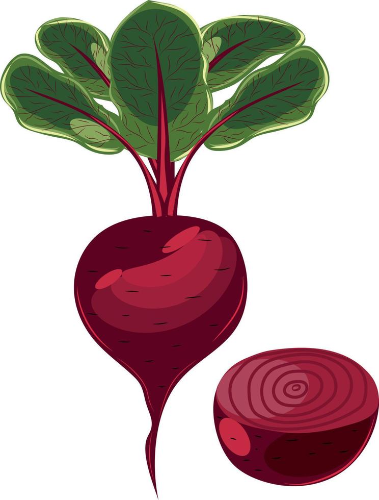 Vector image of a beetroot. Beetroot with leaves. Vegetable.