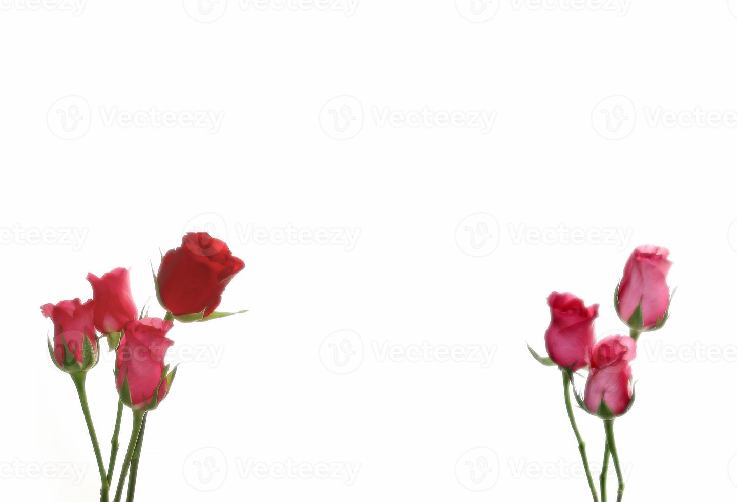 Sweet color of pink and red roses in the bright light and white background photo