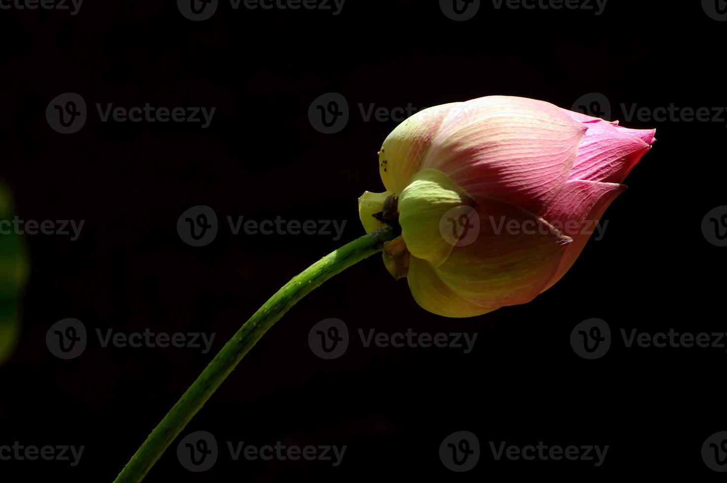 frescura rosado color loto flor en negro antecedentes foto