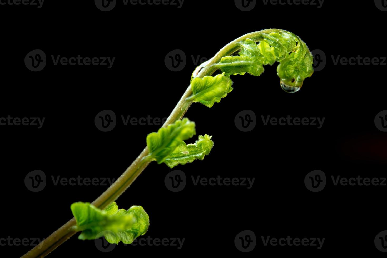 Bud leaf of Fern on black background photo