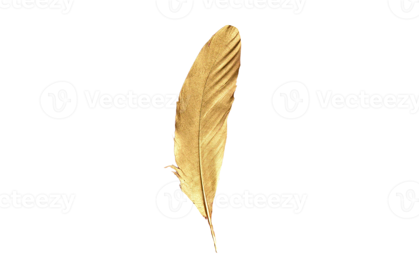 Golden feathers isolated on a transparent background png