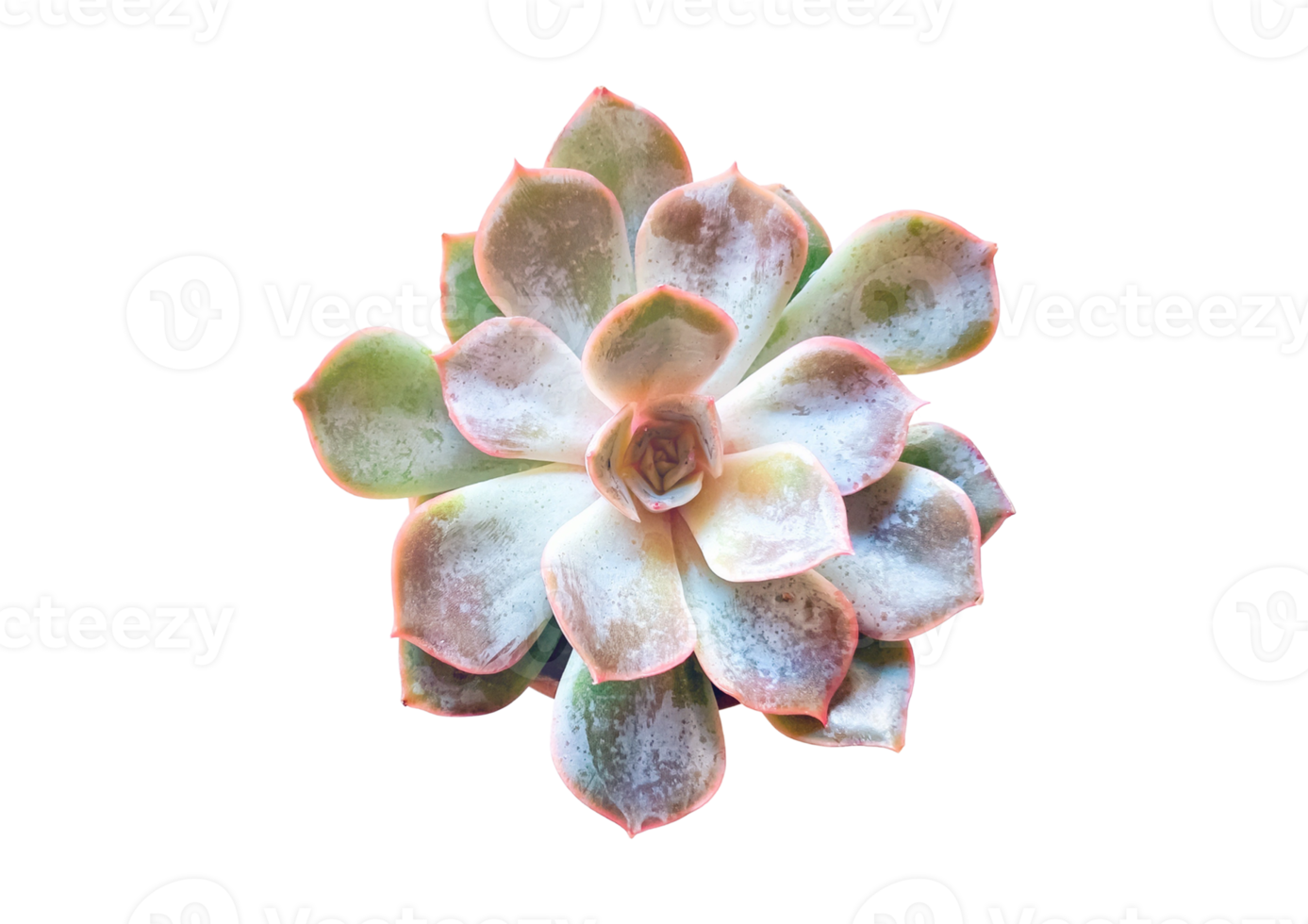 Succulent flower isolated on a transparent background png