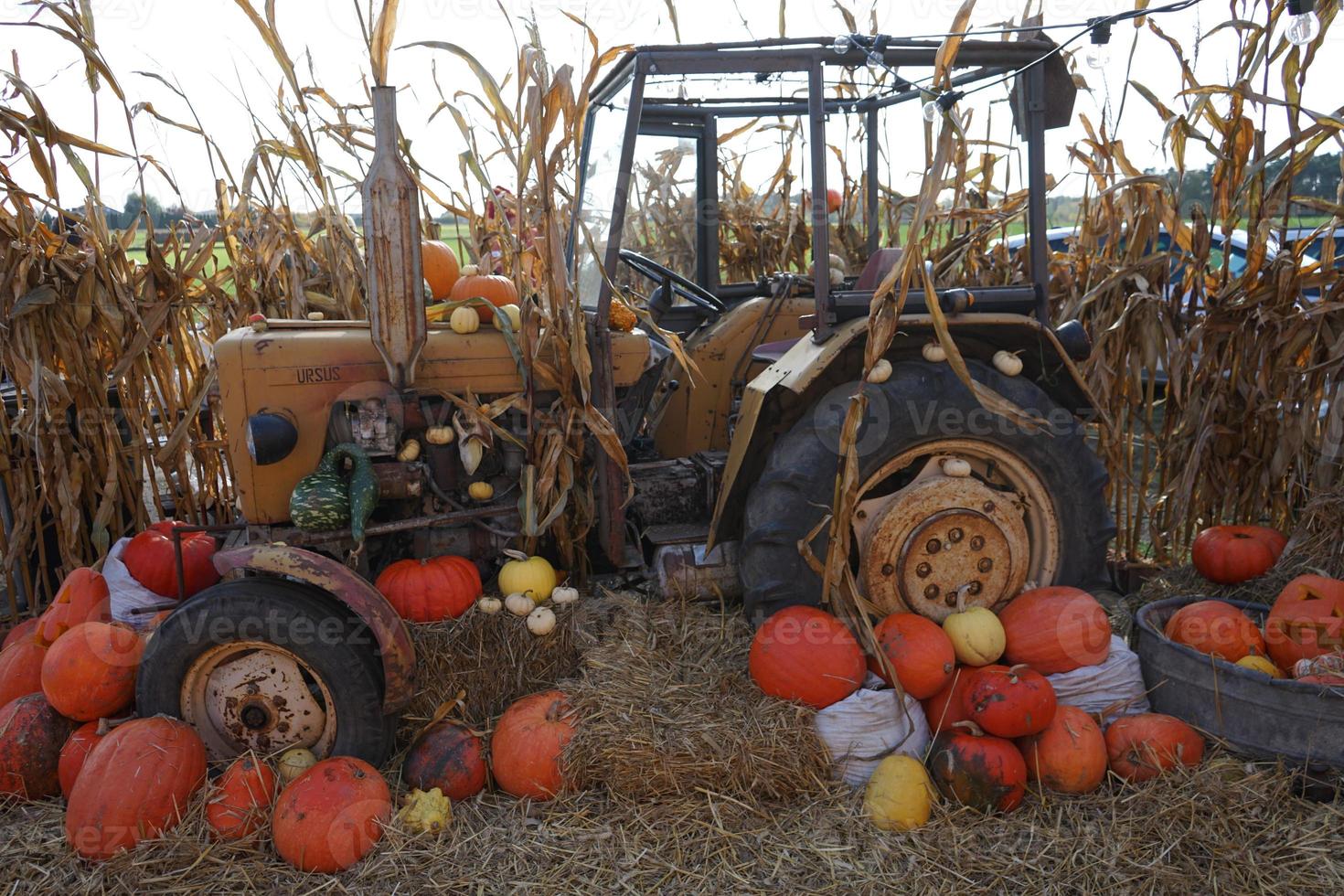 Tractor in wheat field with pumpkins. photo