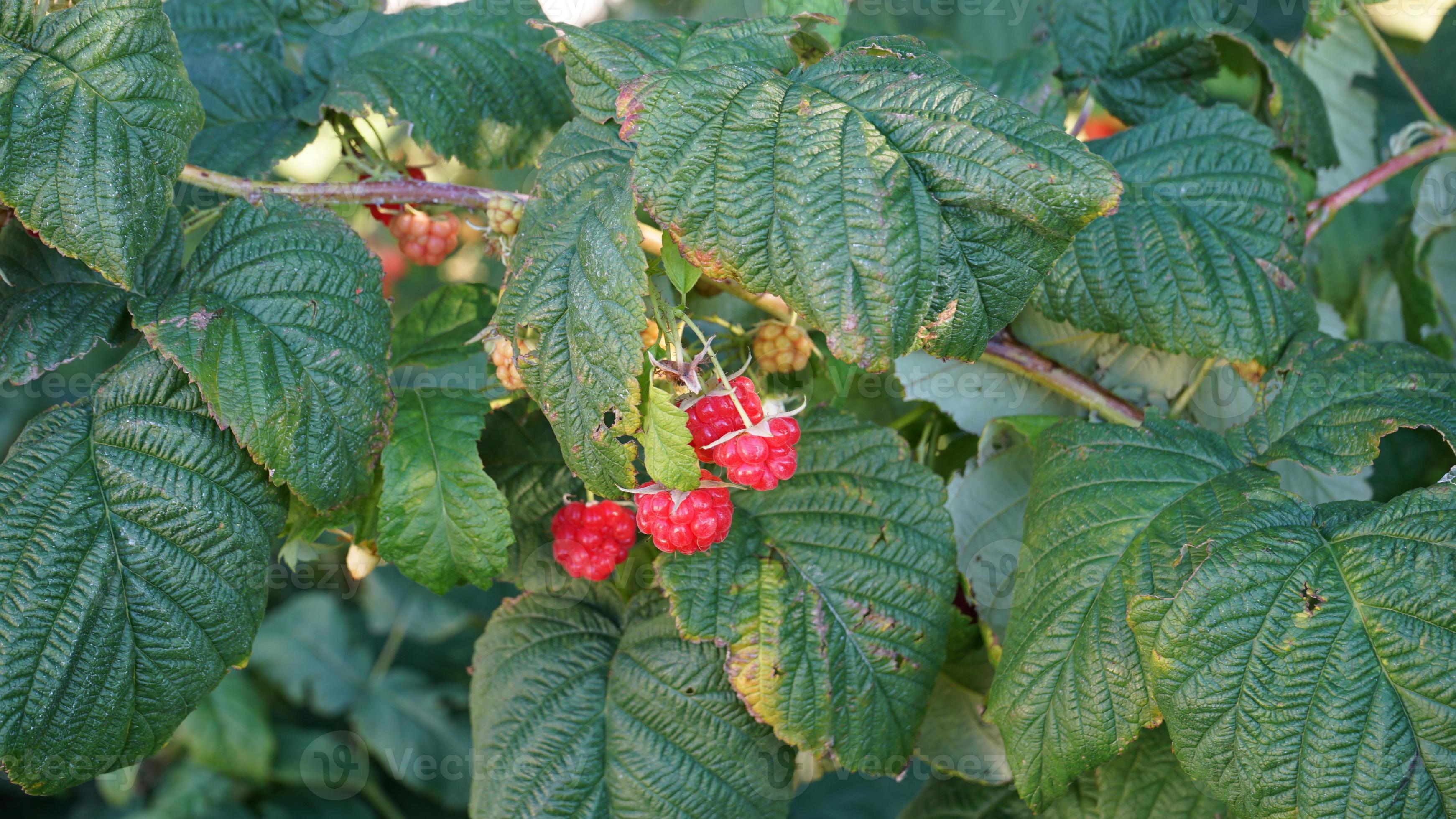 Growing raspberries. Raspberry growing on the bushes. Green leaves, ripe raspberries. 22745039