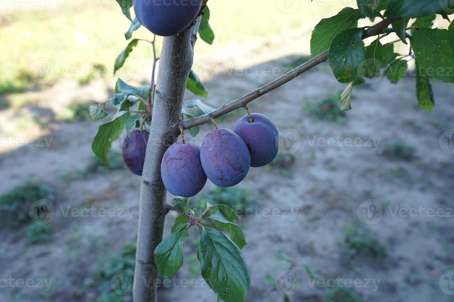 Plums growing on the tree. Ripe plum on the tree. photo