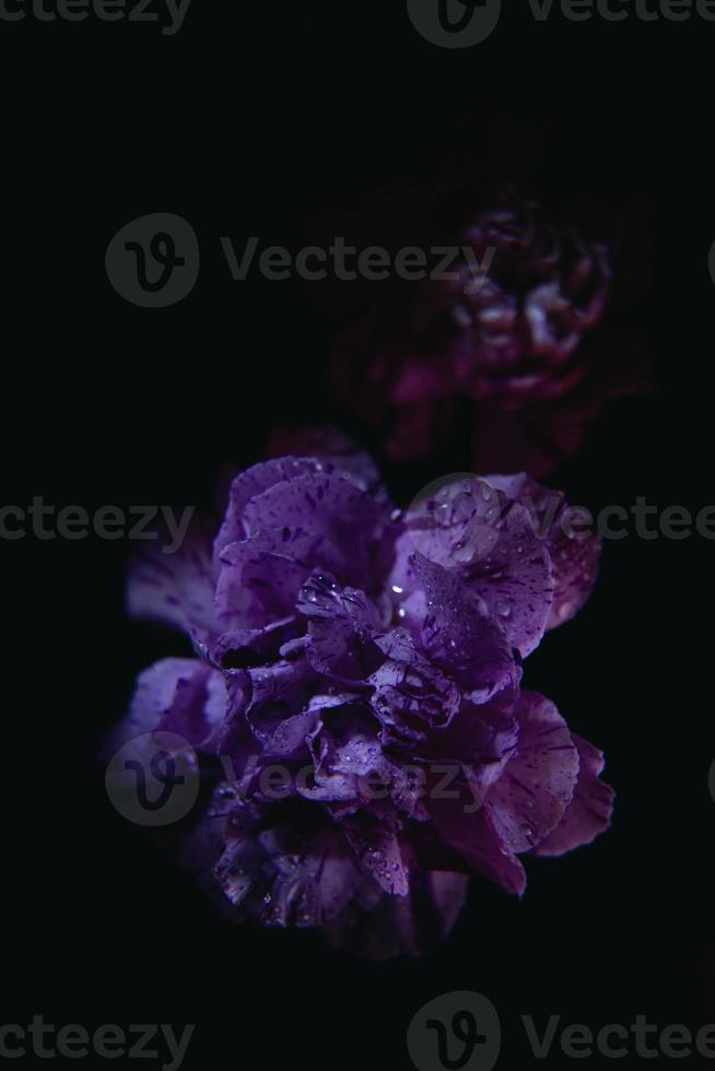 Purple carnation on the black background. Botanical background with carnations. photo