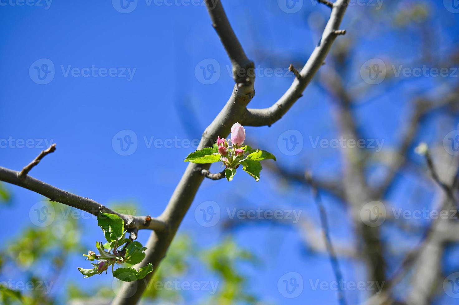 First blossom on an apple tree photo