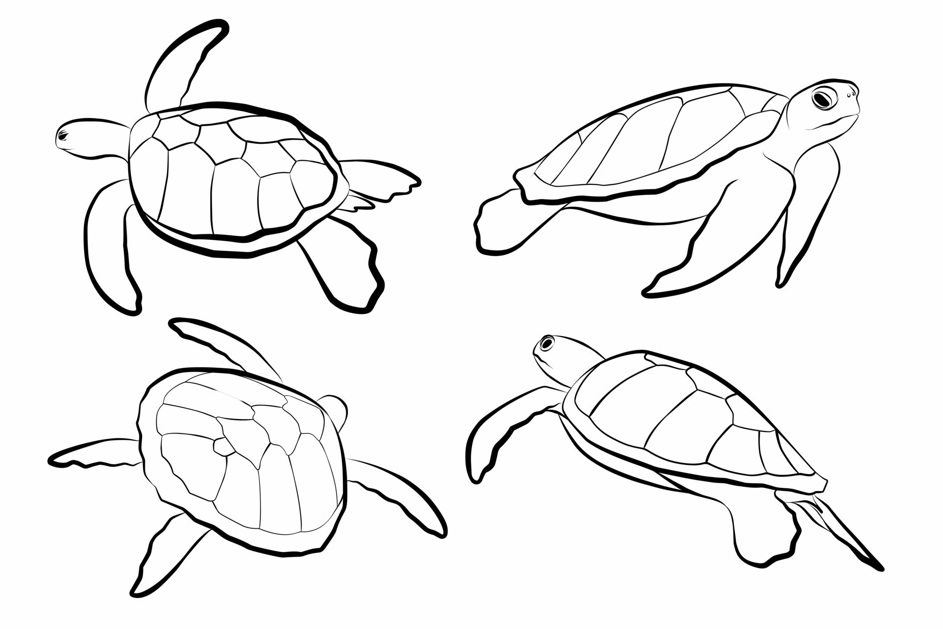 Cute turtle. Vector illustration. Outline drawing cartoon animal For kids  collection, design, decor, cards, print, coloring page. 17188852 Vector Art  at Vecteezy