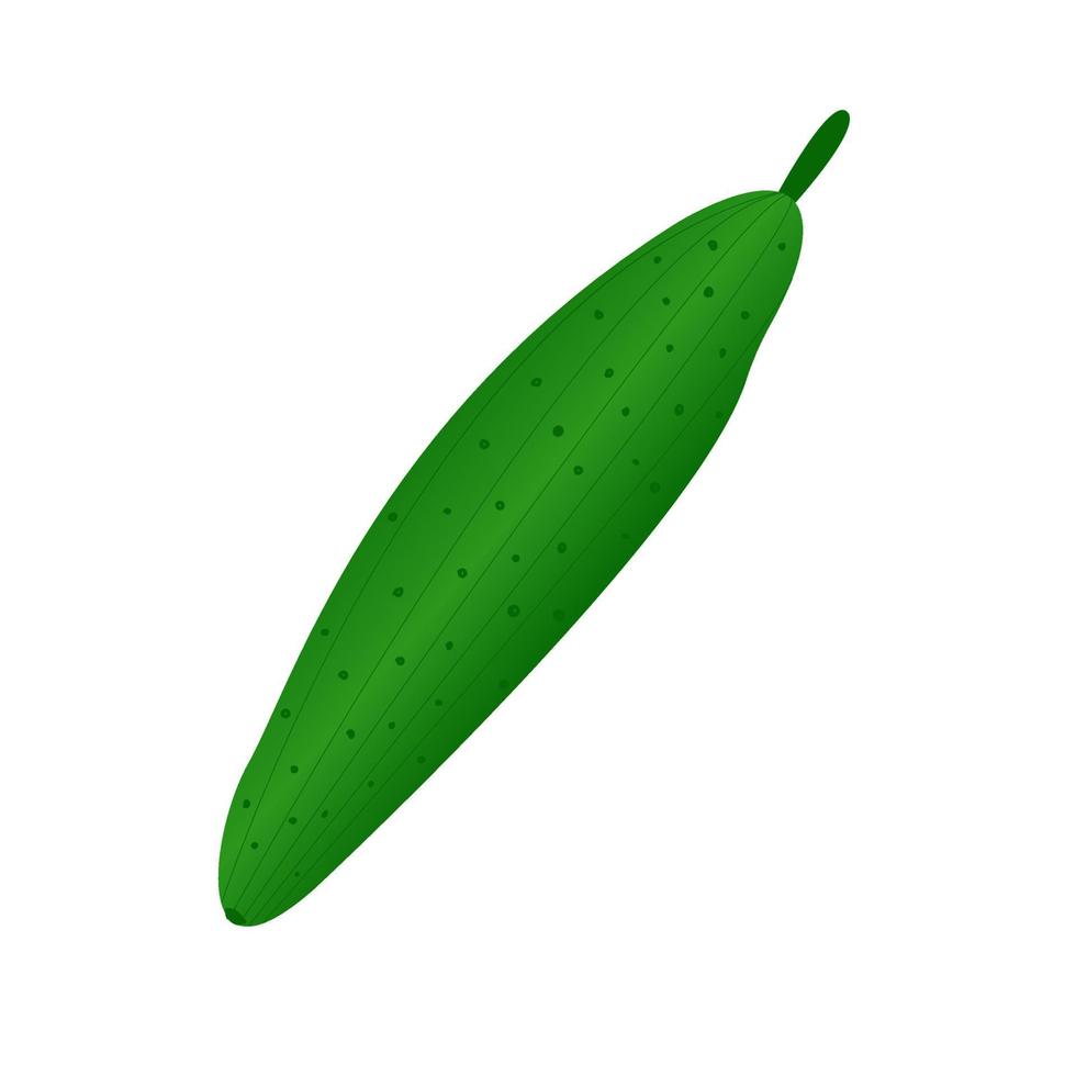 Green cucumber on a white background. Vector image. Vegetable garden harvest seeds. Farm farming. Food icon. Harvest day. Healthy food