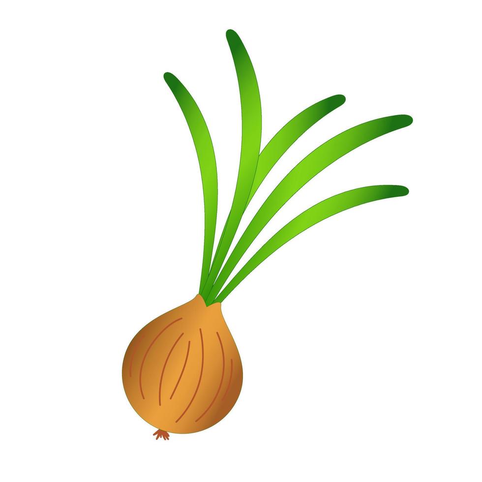 Fresh onion .Vector image food icon on white background isolated. Harvest of vegetables. Garden. Farm and farming. Healthy food. Vegetarian vector