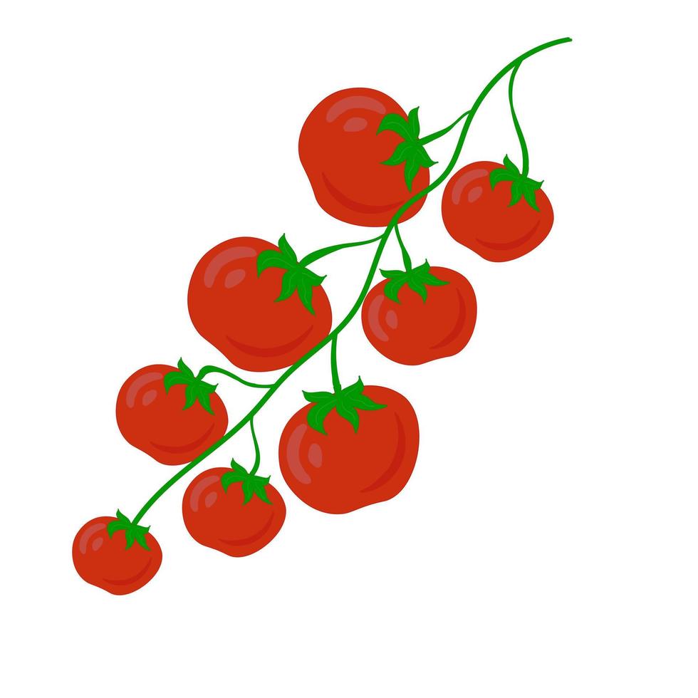 Branch of small cherry tomatoes. Vector image. Isolated on a white background. Harvest vegetables and vegetable garden. Healthy food for vegans