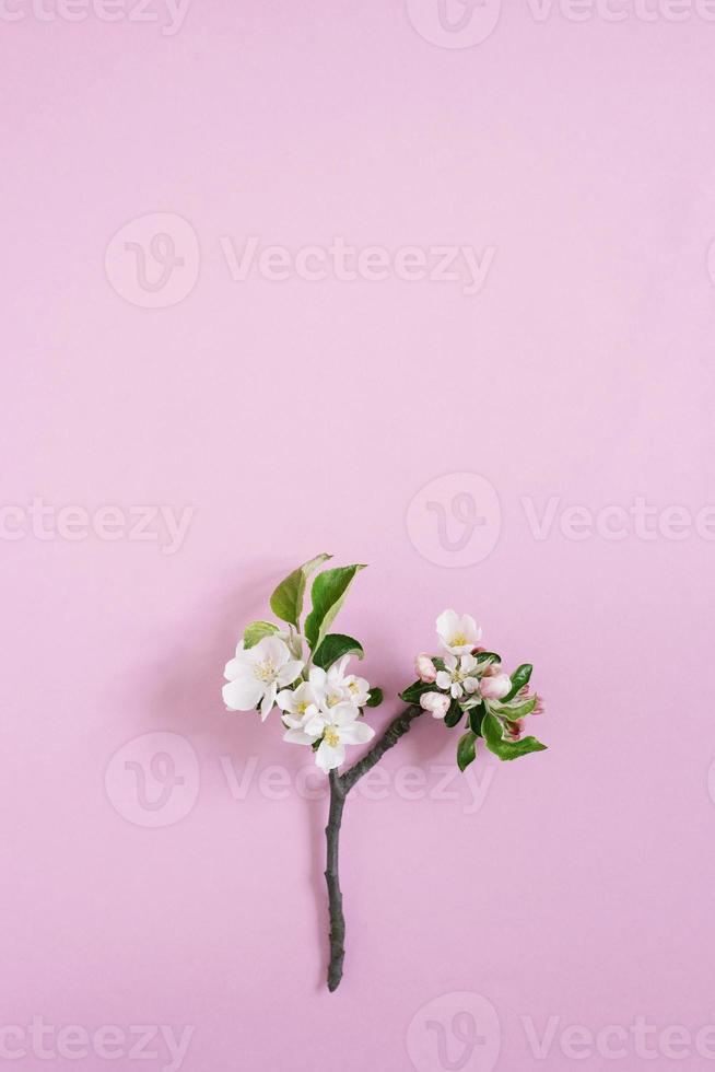 Apple tree branch with white flowers on a pink background with copy space. Flat lay composition. Spring concept photo