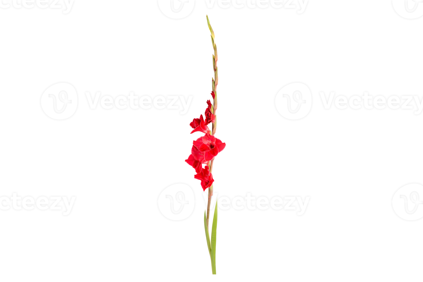Red flower isolated on a transparent background png