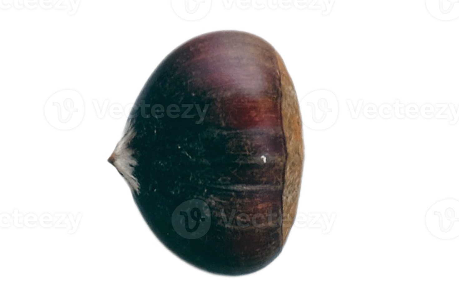 Brown seed isolated on a transparent background png
