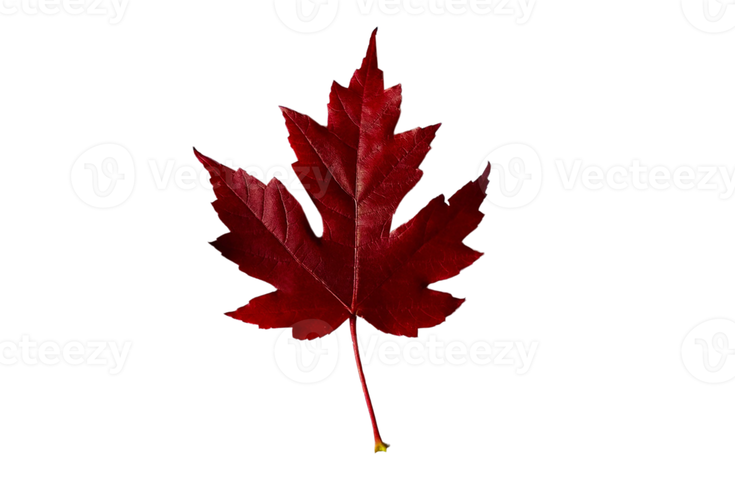 Red leaf tree isolated on a transparent background png