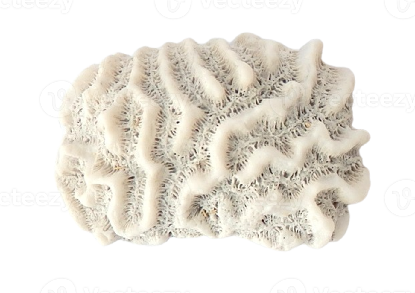 Seashell decoration isolated on a transparent background png