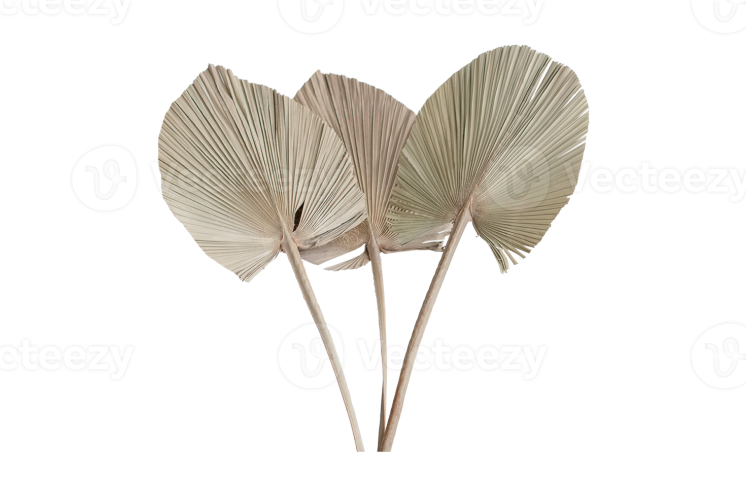 Dried palm leaves isolated on a transparent background png