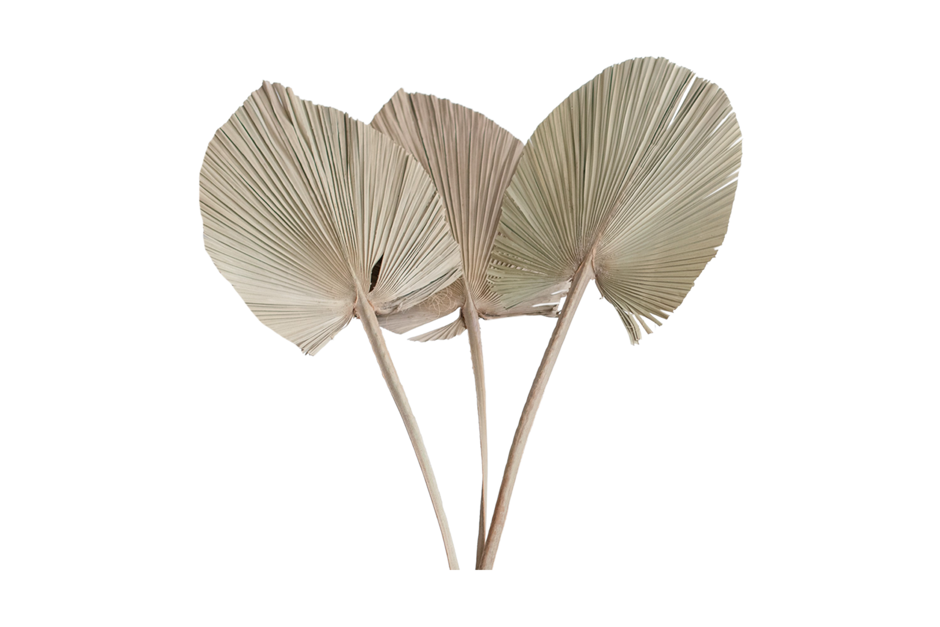Seco palma folhas isolado em uma transparente fundo 22749425 png