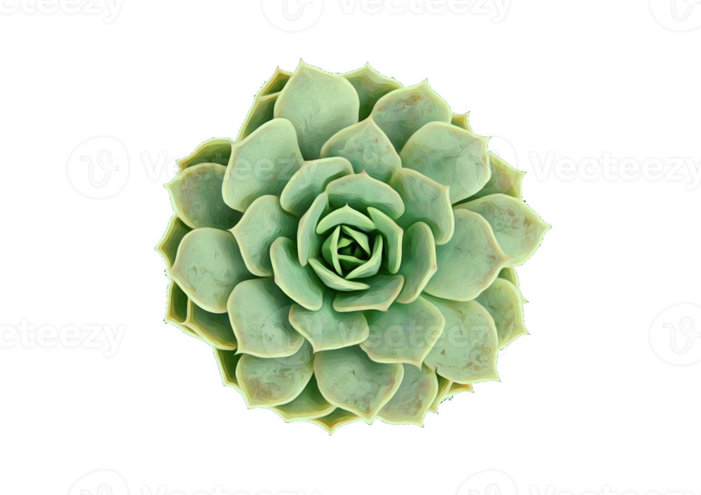 succulent plante isolé sur une transparent Contexte png