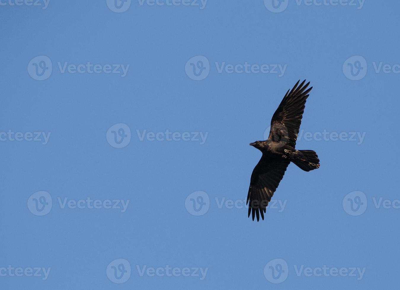 black common raven flying in a blue sky photo