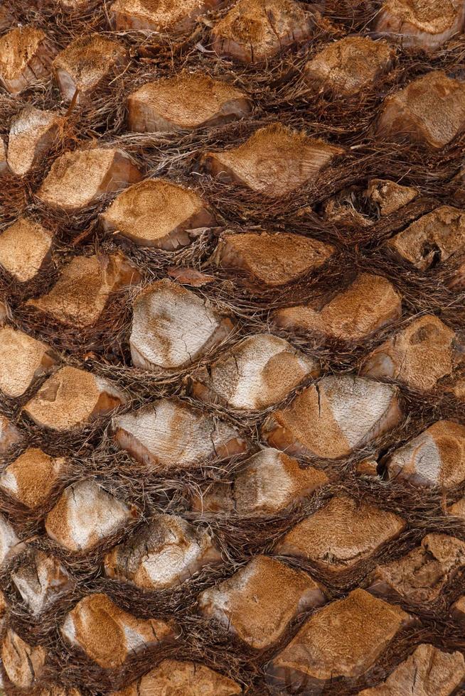 close up of pineapple tree trunk photo