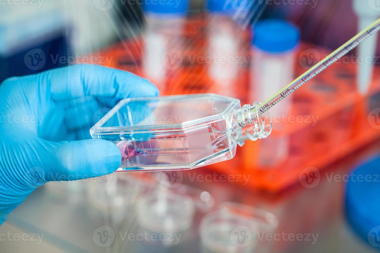 Scientist working with a cell culture flask under sterile hood at laboratory photo