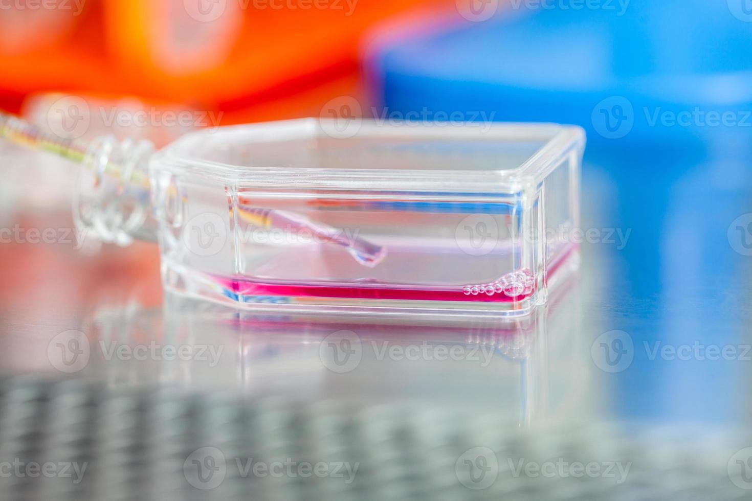 Cell culture flask under sterile hood at laboratory photo