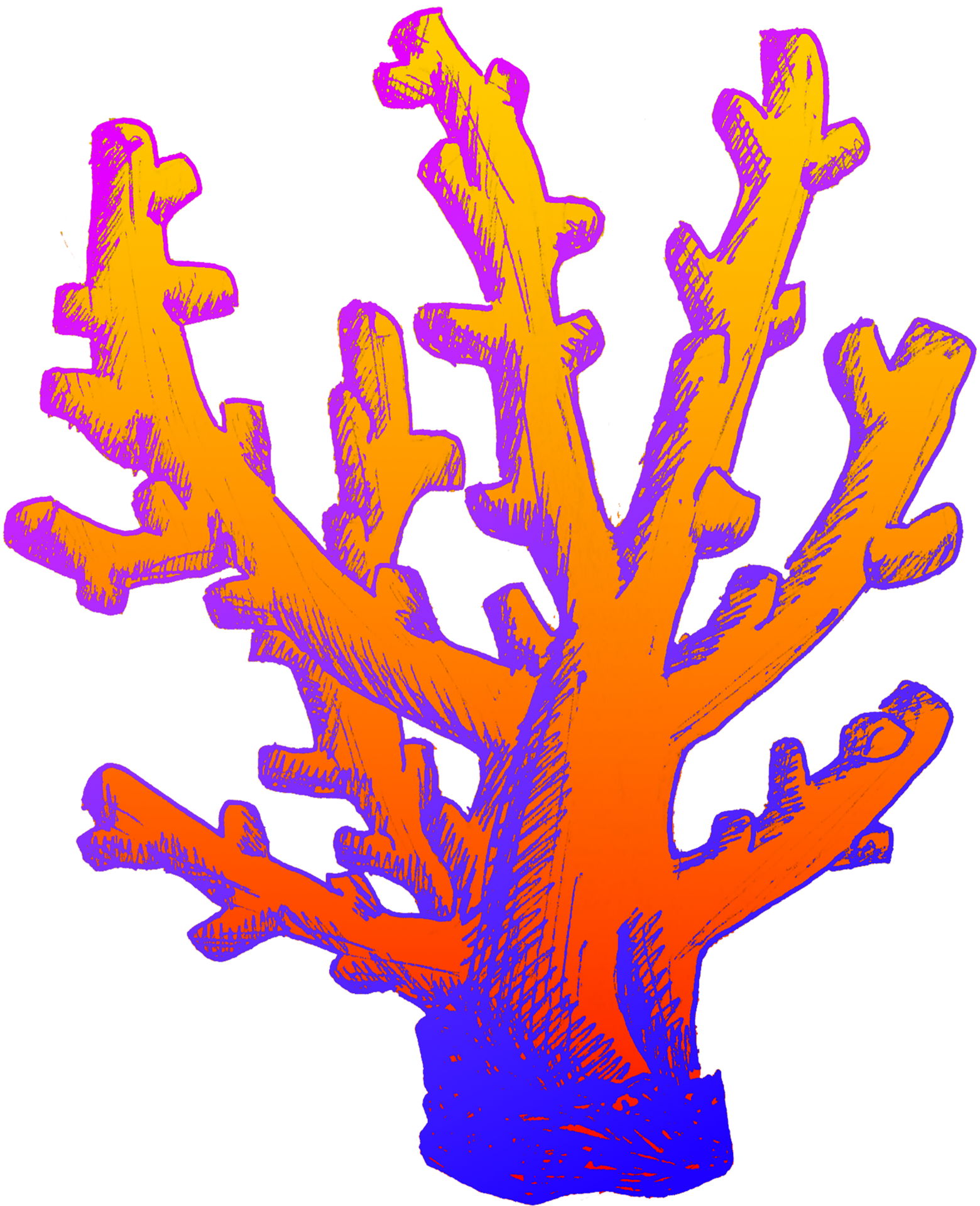 red coral illustration 22750044 PNG