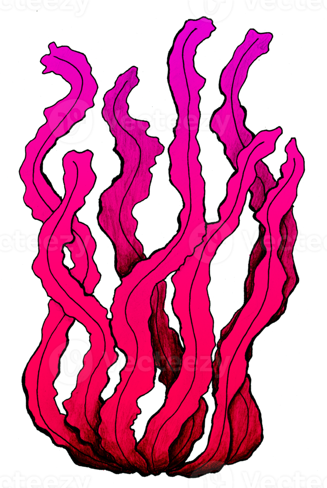 red seaweed illustration png