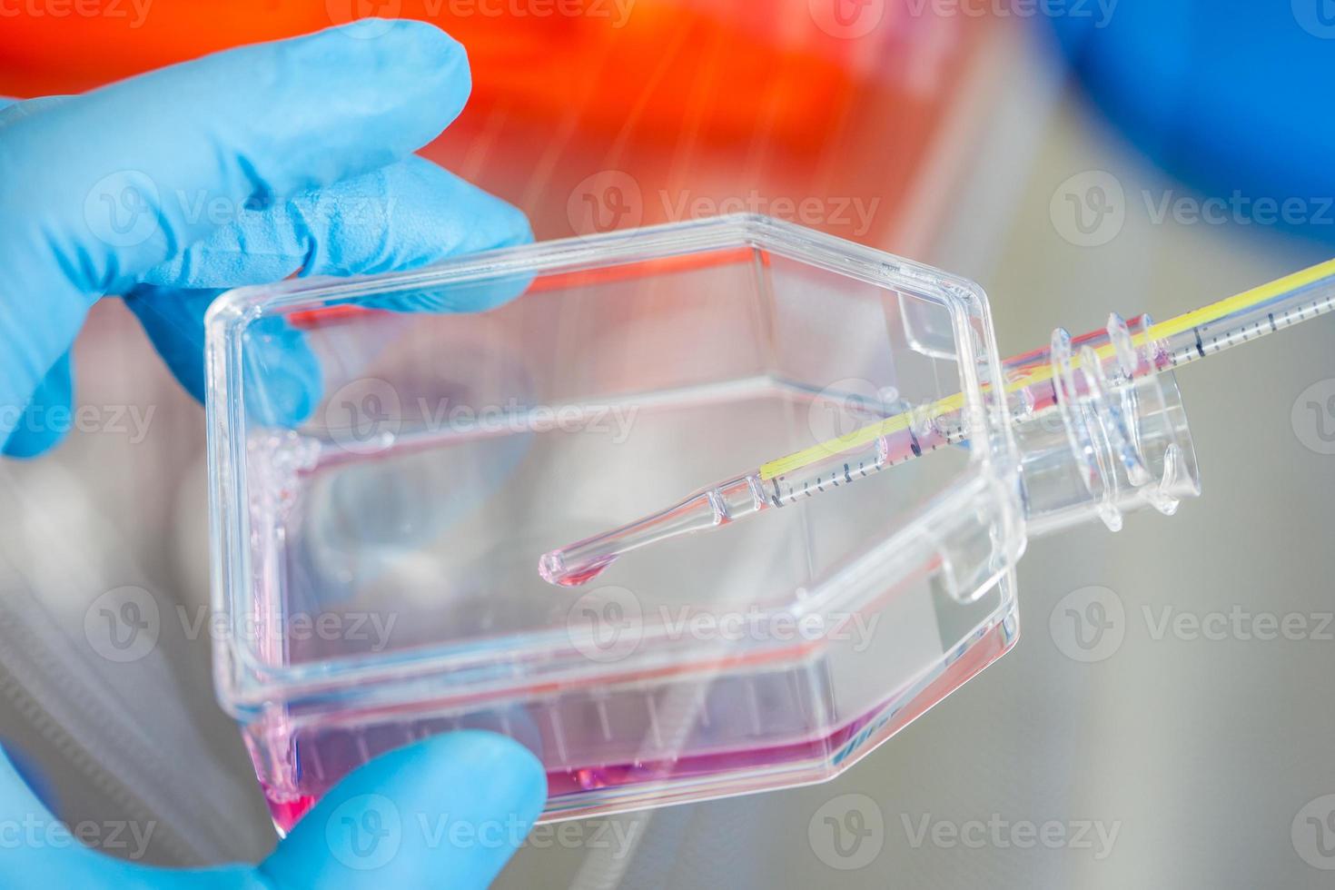 Scientist working with a cell culture flask under sterile hood at laboratory photo