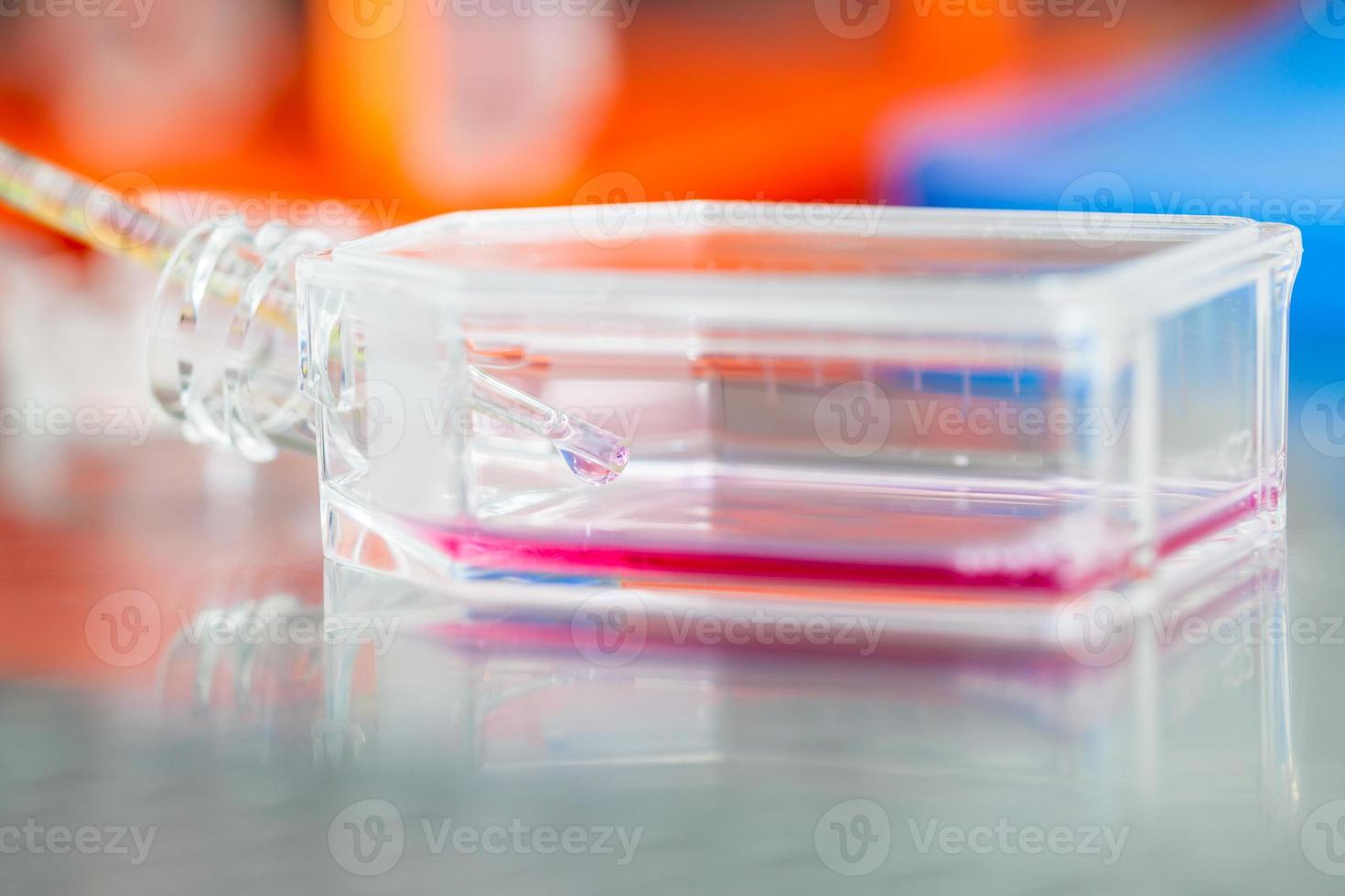 Cell culture flask under sterile hood at laboratory photo
