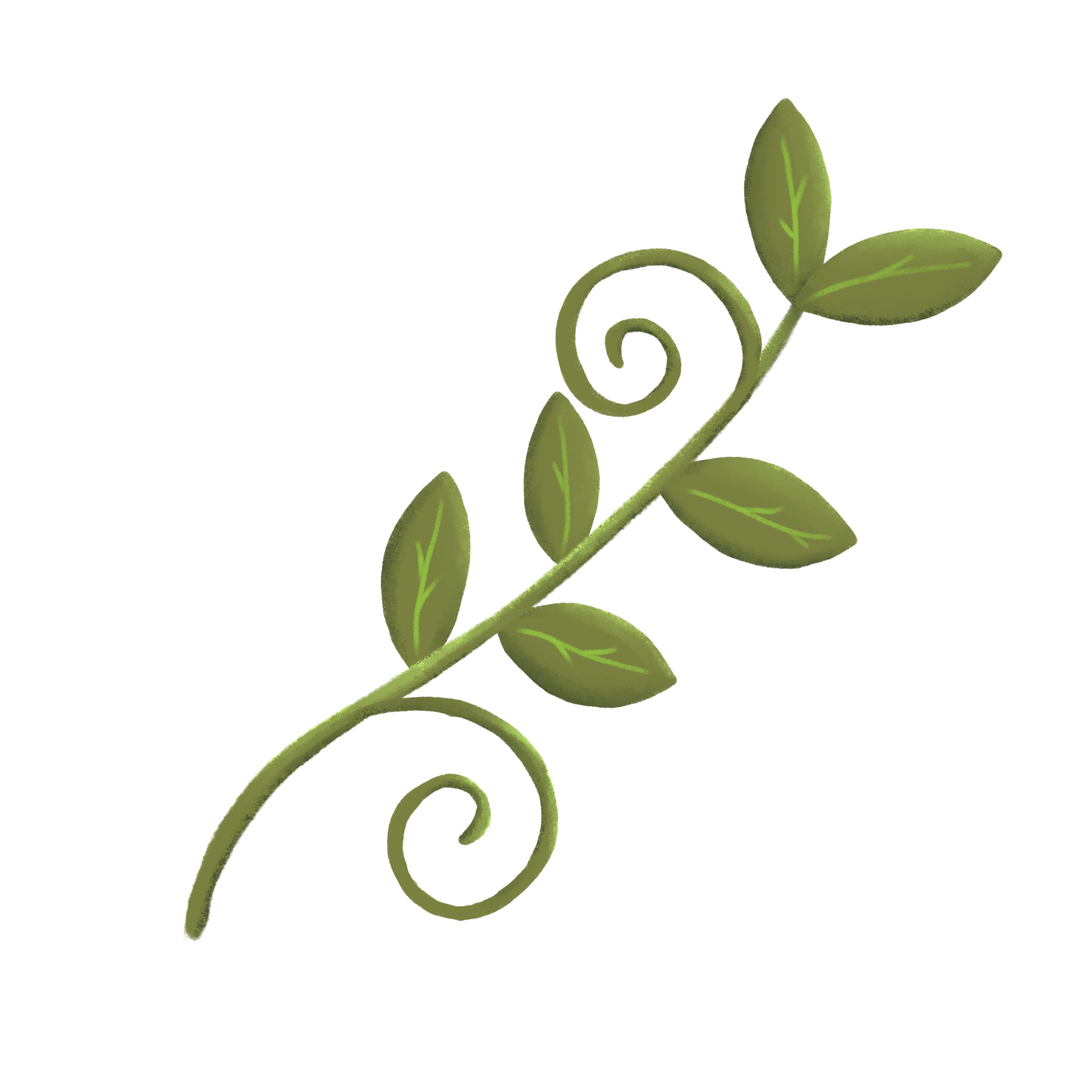 Free branch of little ivy 22750818 PNG with Transparent Background