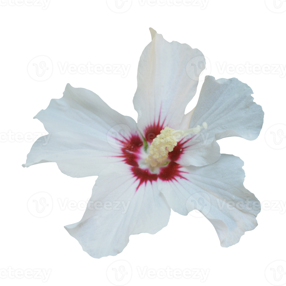 white hibicus flower png