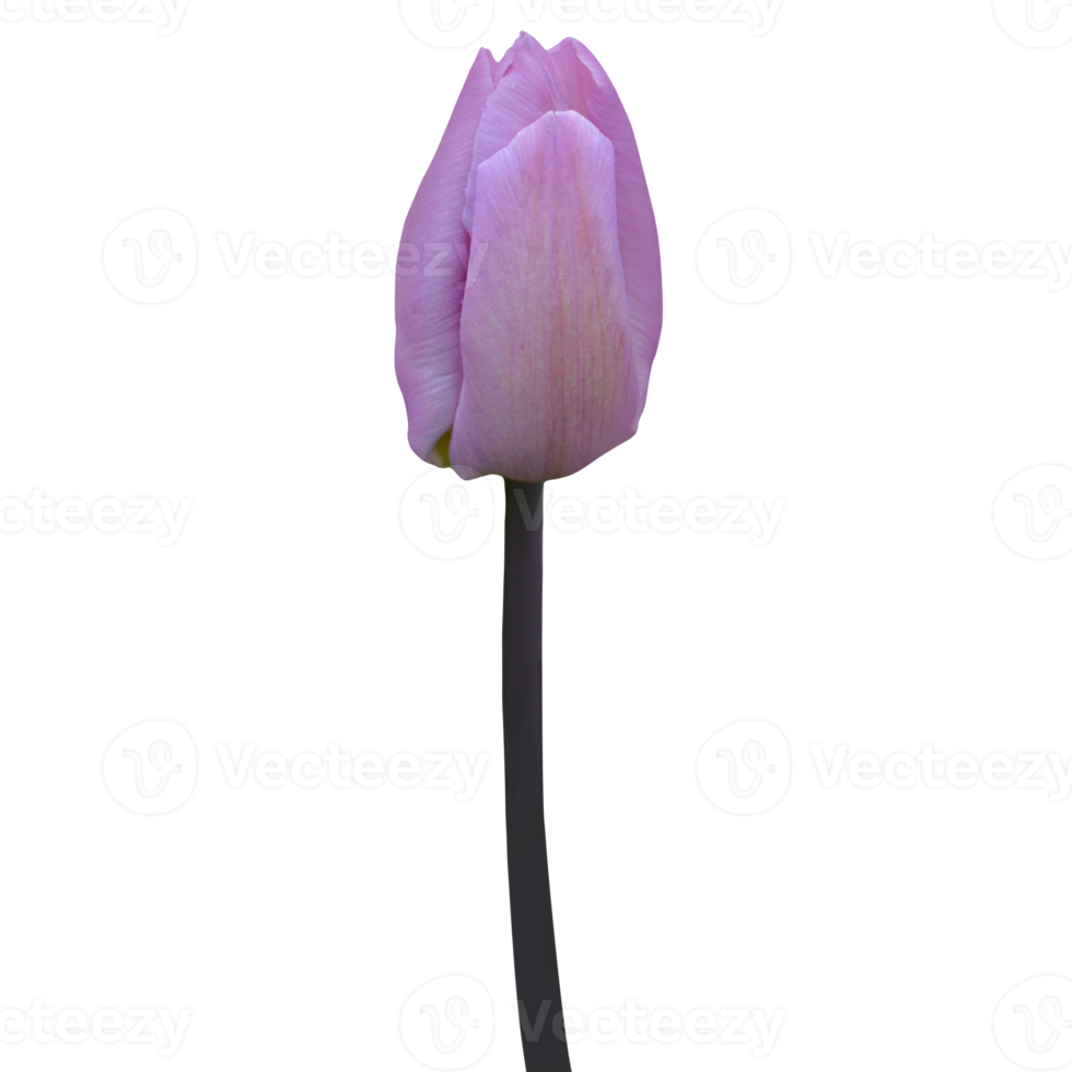 violet tulipe coupé png