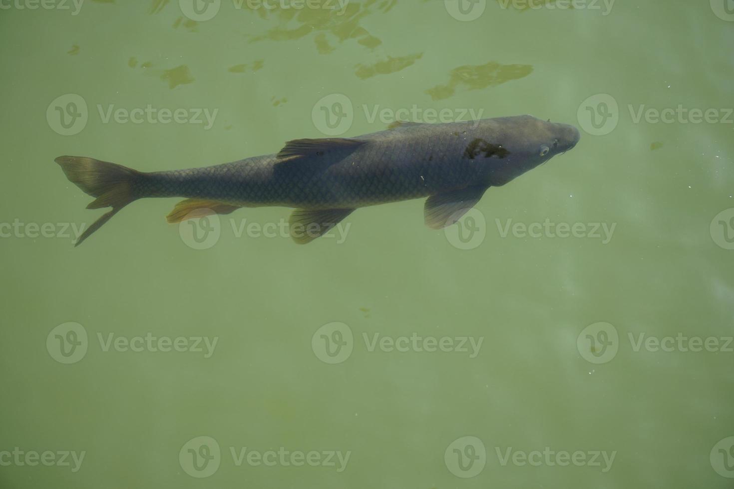 Single Fish Swimming in Pond - View from Above photo