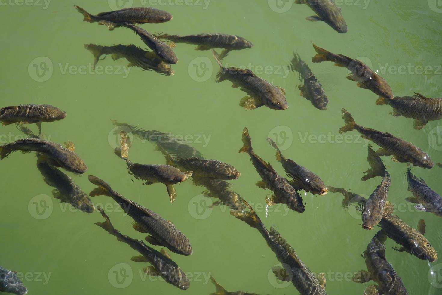 Crowd of Fish Swimming in Pond - View from the Above photo