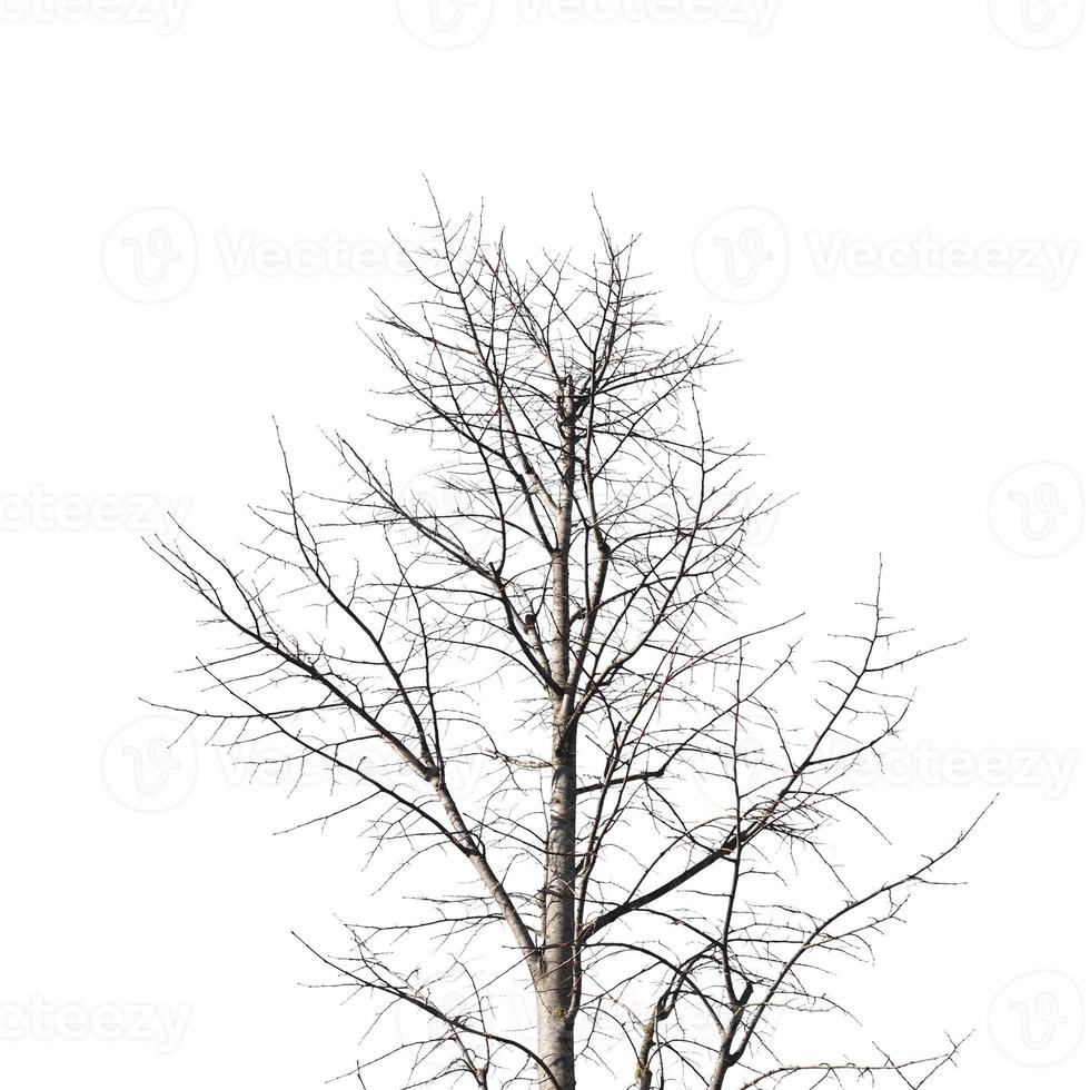 winter tree trunk isolated over white photo