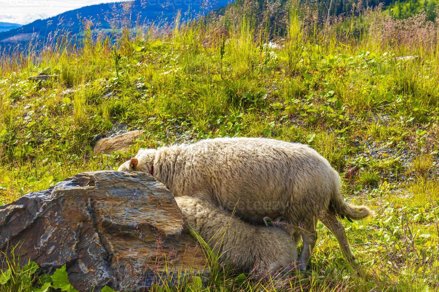 Sheep grazing in mountain landscape panorama in Kvitfjell Norway. photo