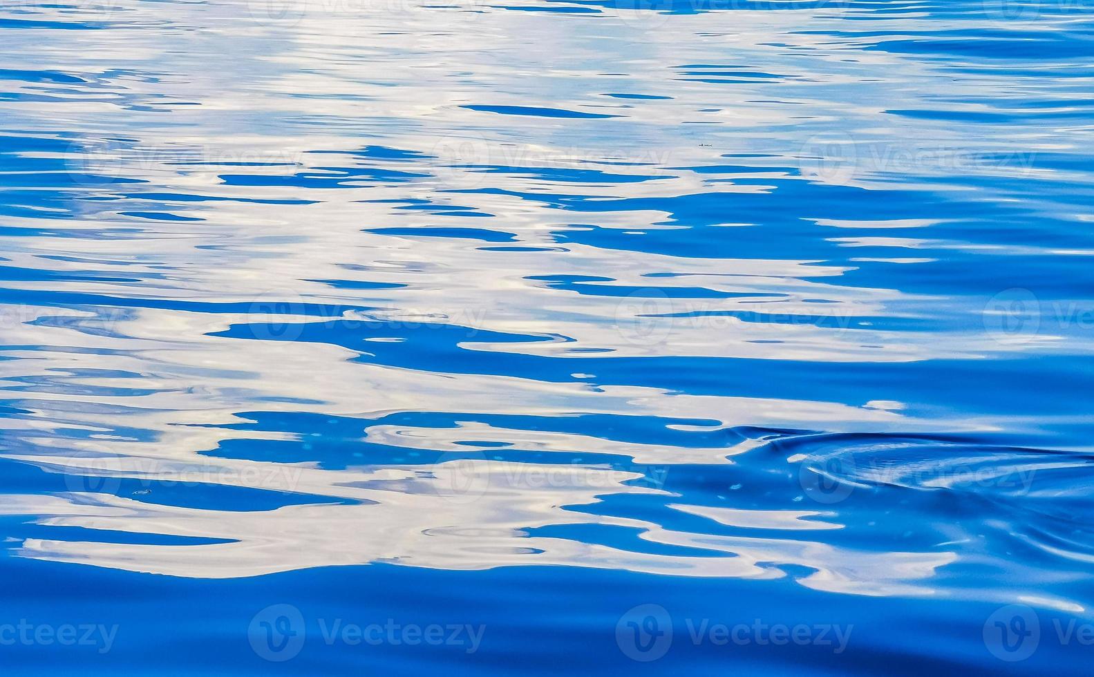 Huge whale shark swims on the water surface Cancun Mexico. photo