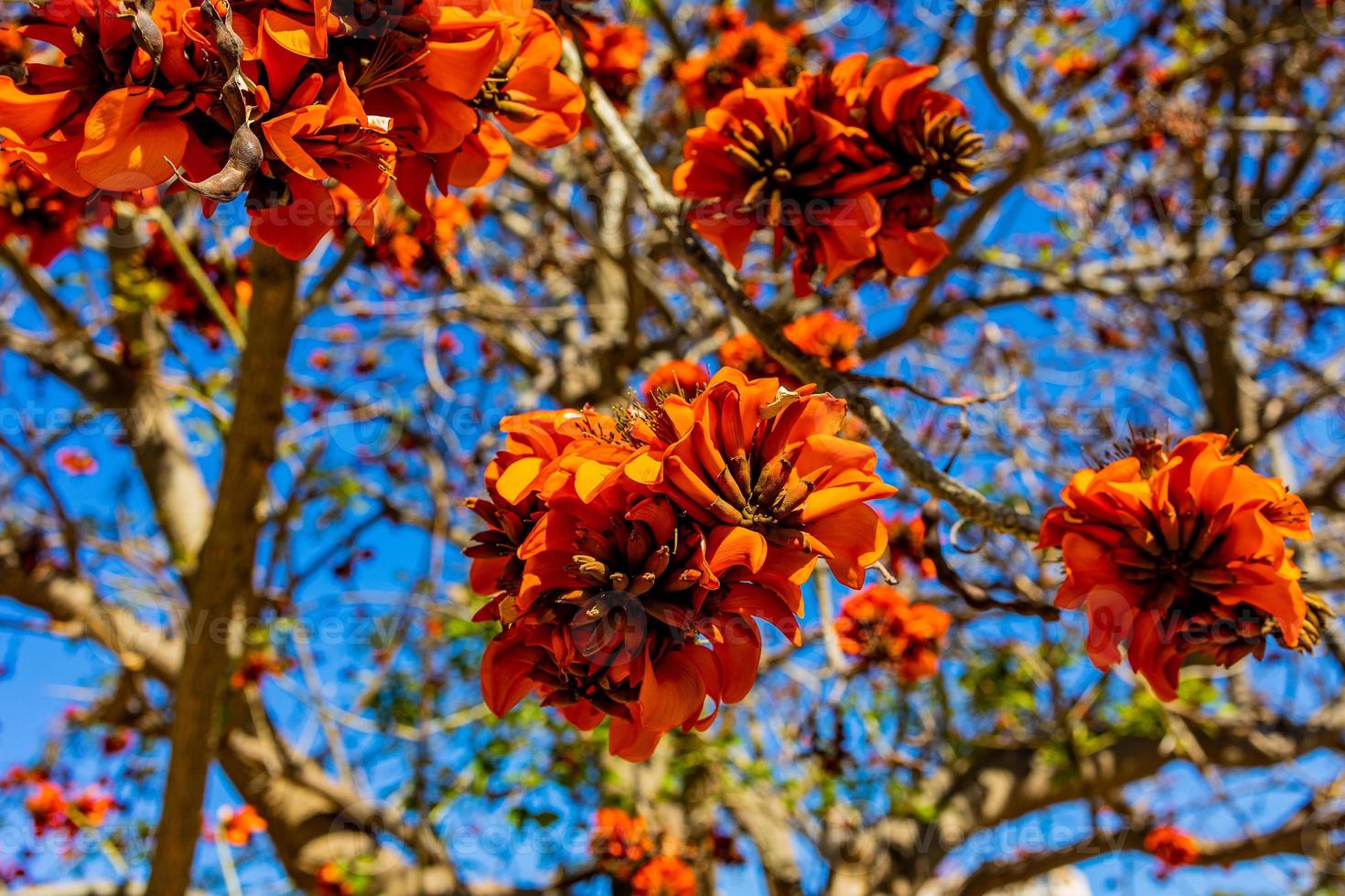 orange flowers on Erythrina caffra tree iin spring photo