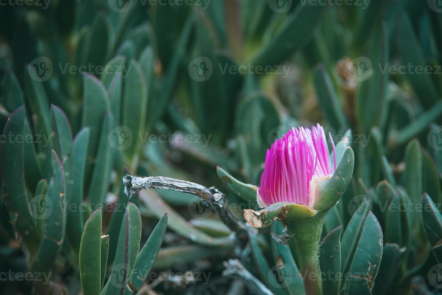 purple spring flower of Carpobrotus edulis among green leaves photo